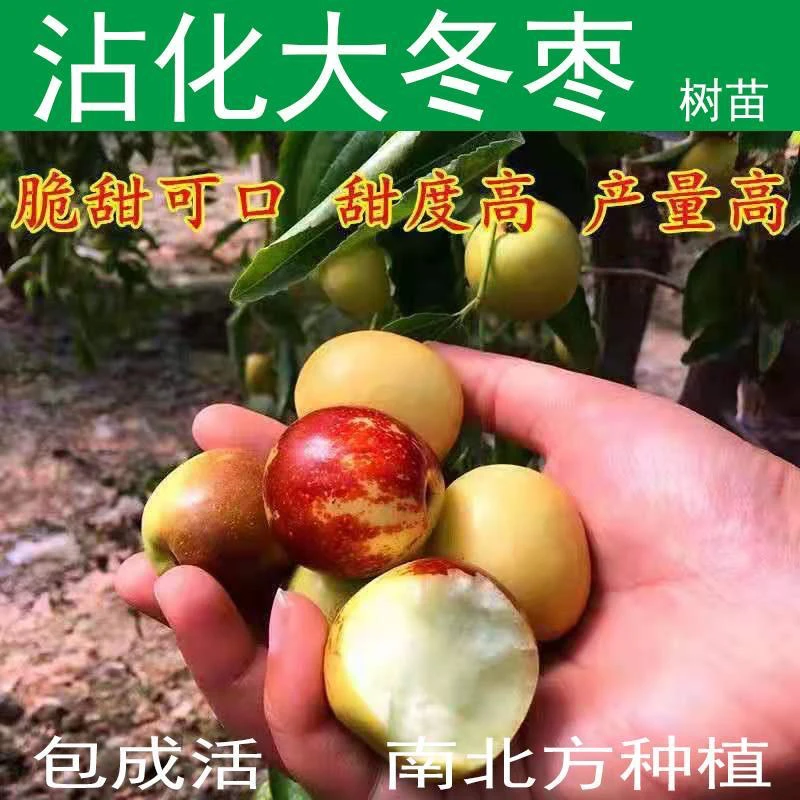 正宗沾化冬枣苗第三代特大脆甜冬枣苗当年结果阳台庭院南北方耐寒