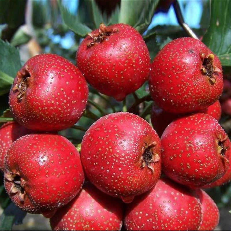 新款正宗大金星山楂树苗耐寒盆栽地种山楂苗南北方种植当年结果苗