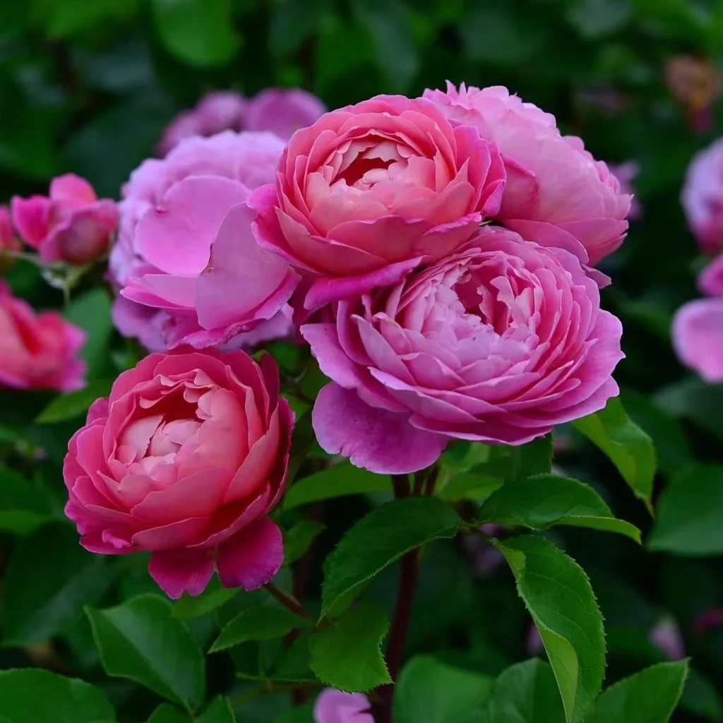 黑哥的植物花宫娜灌木月季多季节重复开花阳台庭院