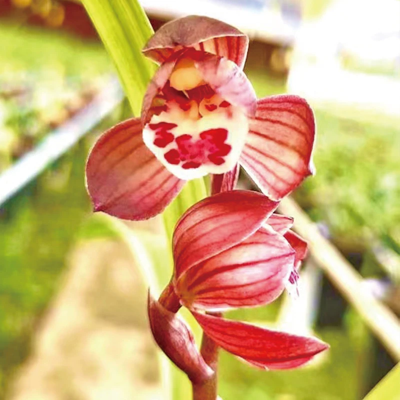 春剑红荷 荷瓣春冬季开花浓香型花卉兰花阳台客厅办公室绿植盆栽