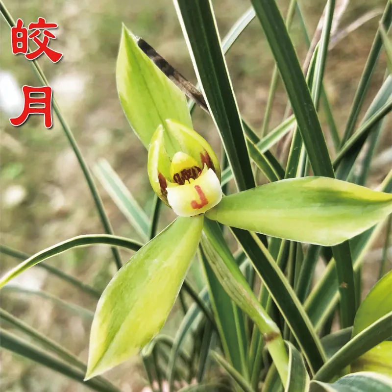 春兰皎月 花艺双全浓香型花卉兰花冬春季开花室内阳台绿植盆栽