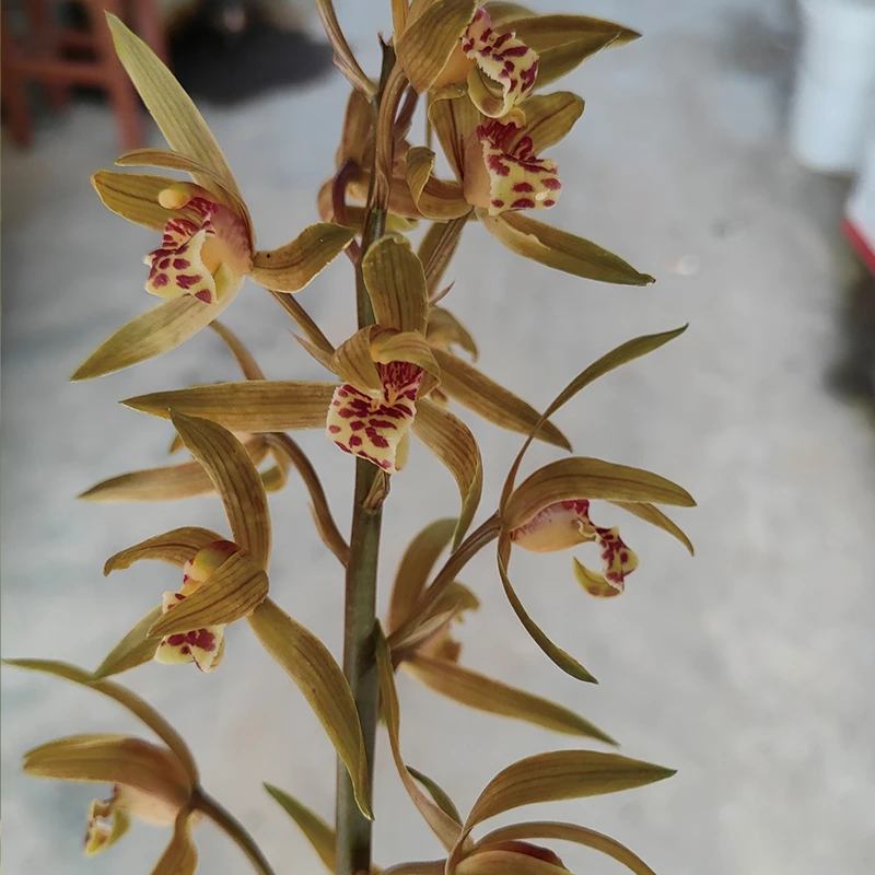九华蕙兰虎斑 花卉花盆栽浓香好养易活室内客厅阳台绿植