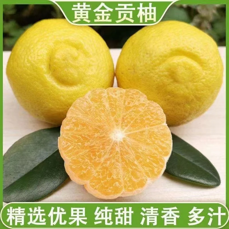 湖南郴州农家应季黄金贡柚春香柚香甜无酸多汁丑橘10斤装