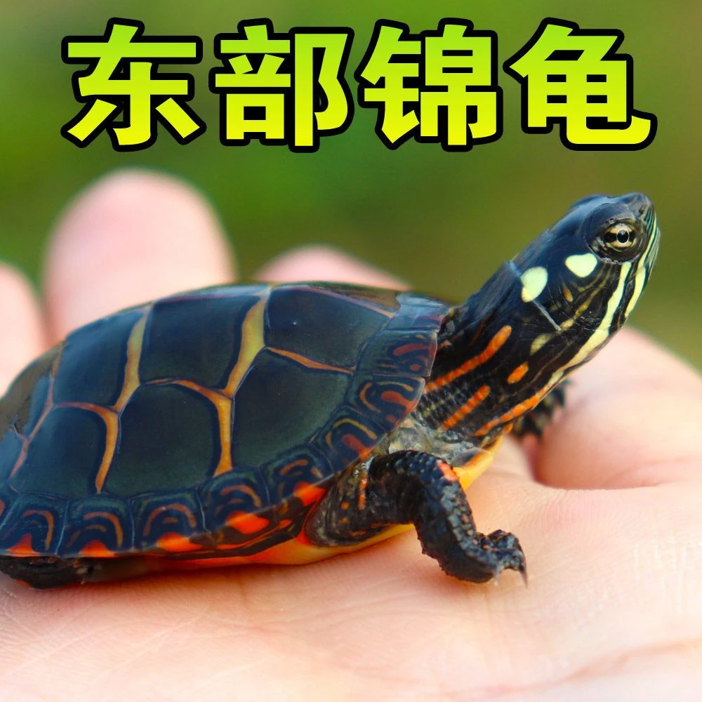直播间龟龟链接数字代表价格，0℃以下请拍加热包