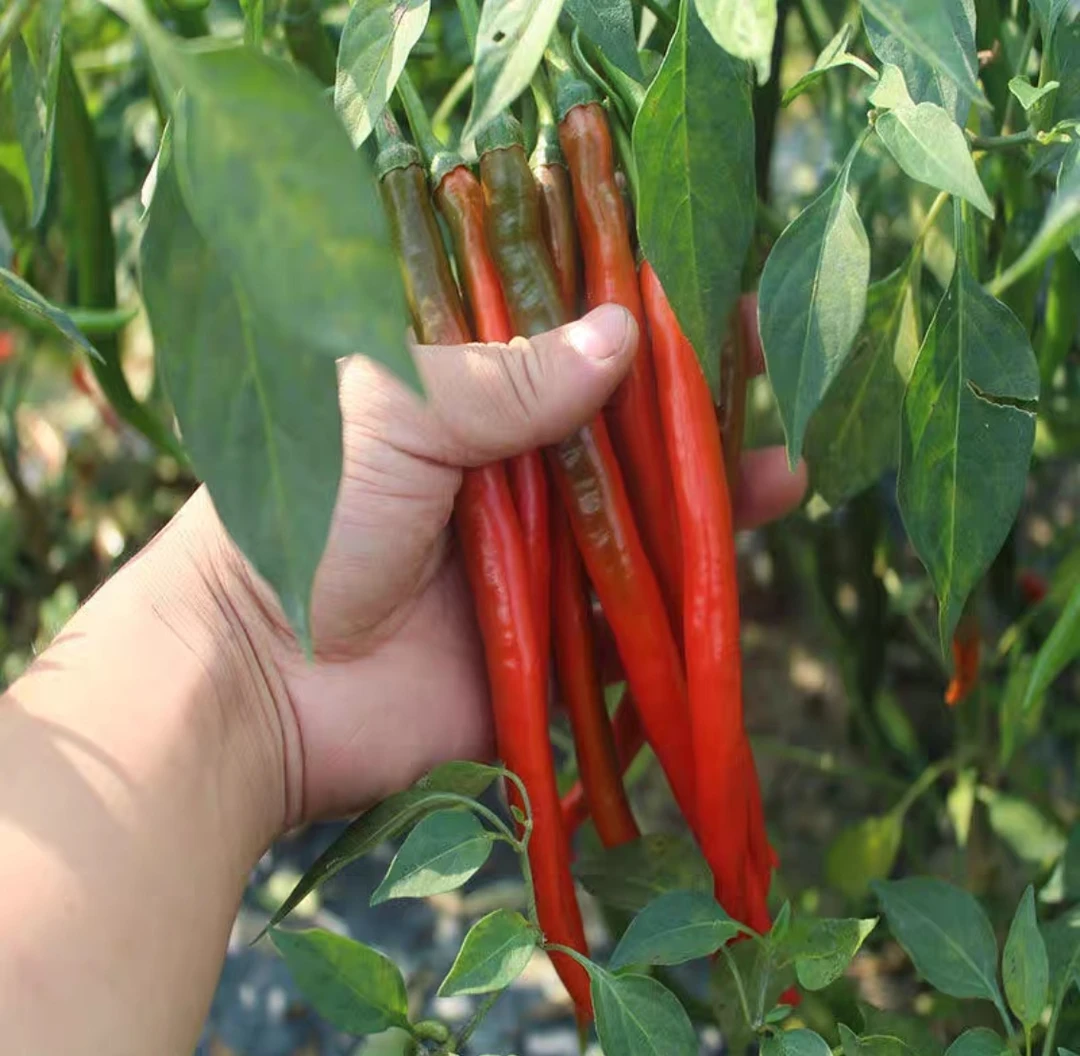 湖北恩施高山本地红辣椒包邮