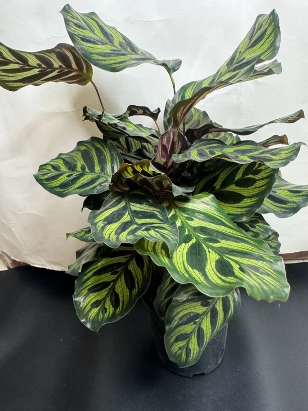 孔雀竹室内盆栽观叶带花盆绿植