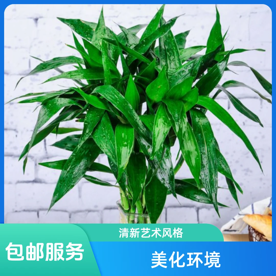 富贵竹/转运竹/龙竹/观音竹新疆包邮水培清新光照观叶美化根系