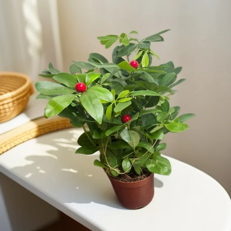 鸭脚木绿植花卉四季常青室内阳台桌面绿植盆栽 八方来财全疆包邮