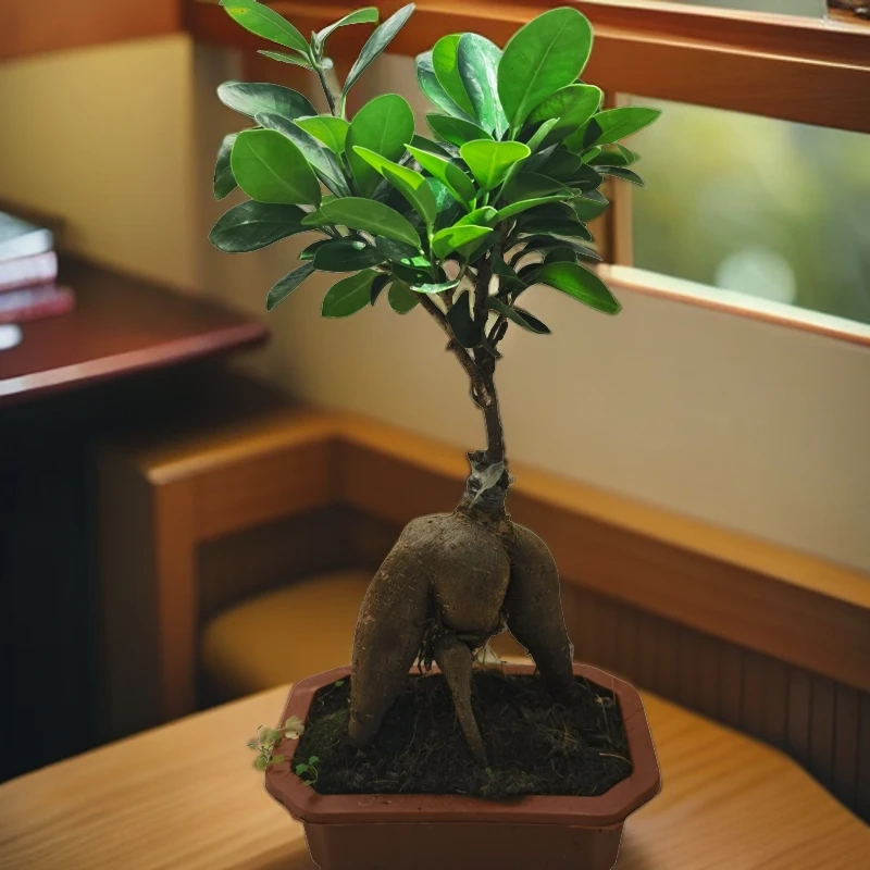 人参榕 长寿榕 中小型榕树盆景 室内办公室桌面植物盆栽茶桌花卉