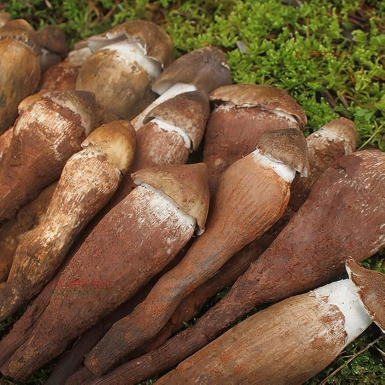 2022新鲜鸡枞菌野生菌云南特产黑帽鸡纵鸡肉菌三塔菌非油鸡枞500g