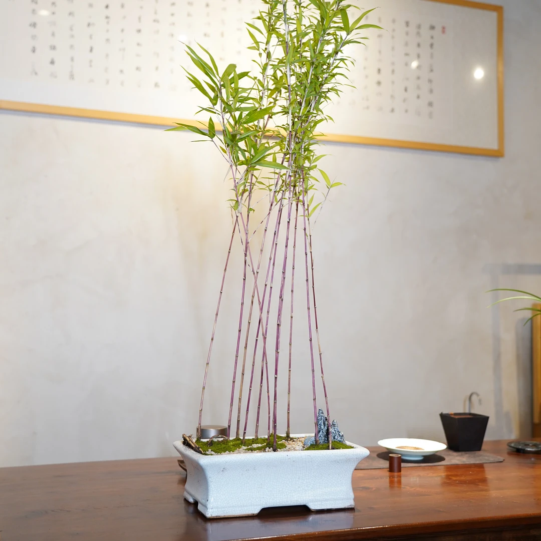 红寒竹盆栽高端品种室内观赏竹高颜值好养活竹竿变色竹中西施