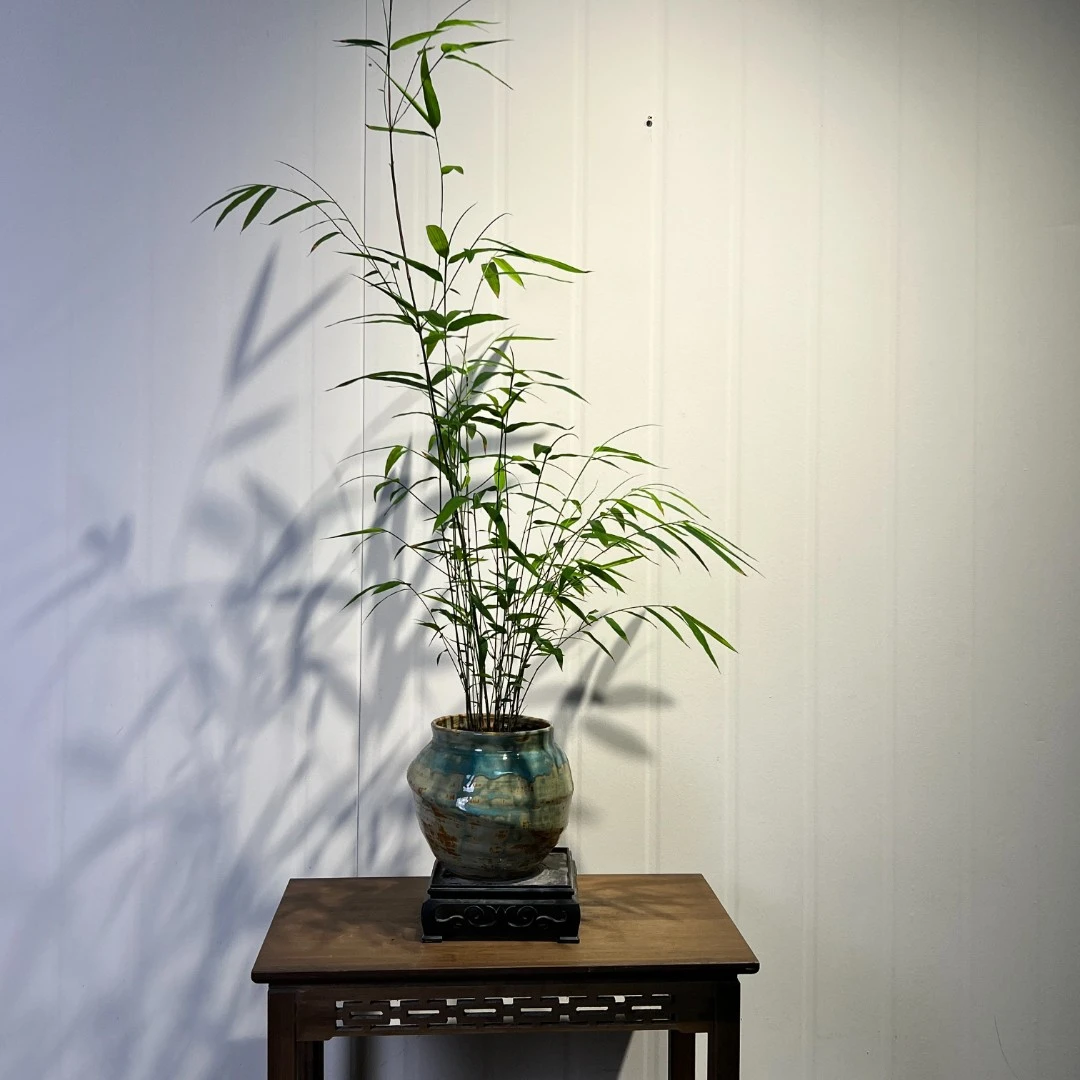 内门竹一物一拍国风绿植鸿运竹中式绿植中大型绿植摆件绿意盎然