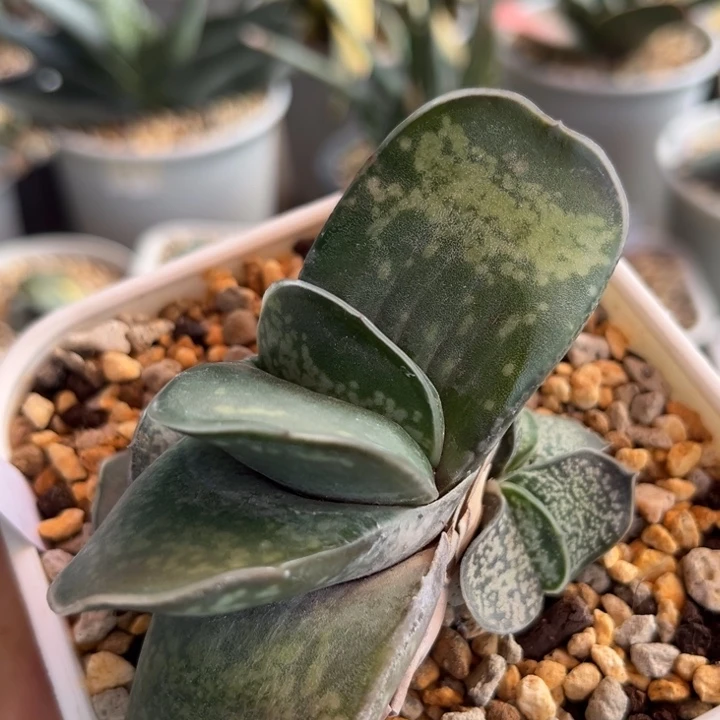 09脱土发货11111111111