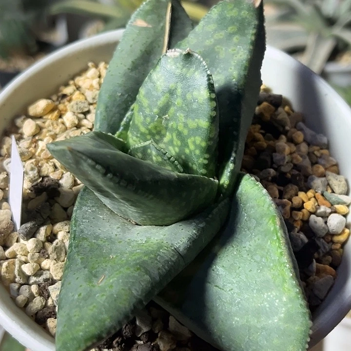 326脱土发货111111111