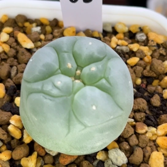 68脱土发货111111111