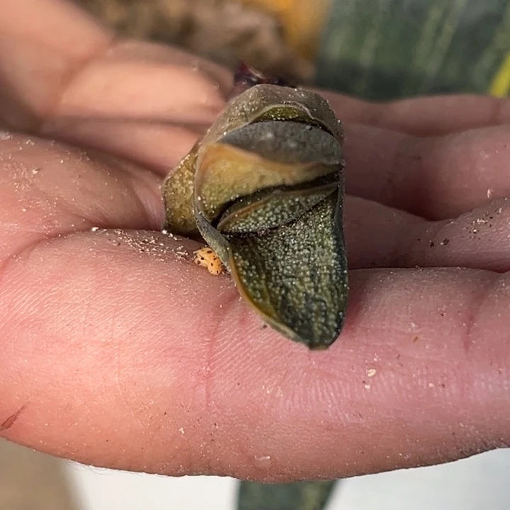 用****7侧芽11111111111111