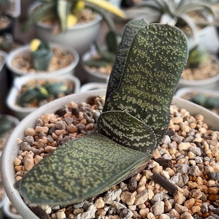 305脱土发货11111111111