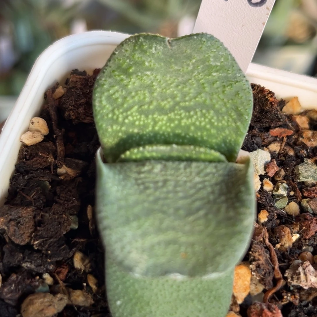 928脱土发货1111111111111