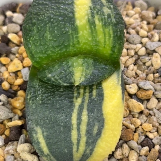 19脱土发货1111111111