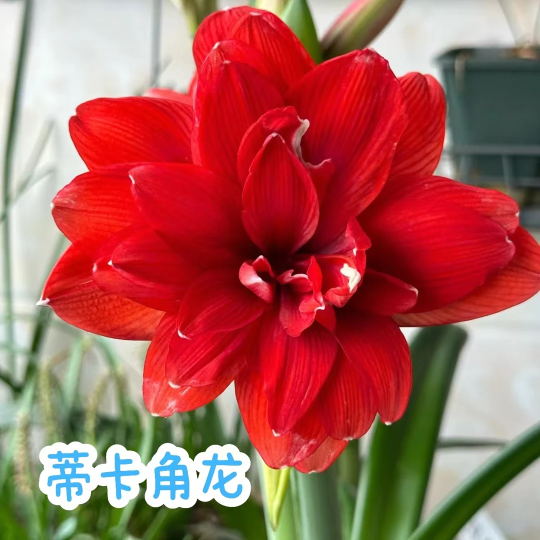 【蒂卡角龙】朱顶红秘鲁裸球蒂卡角龙盆栽系列包对版阳台绿植