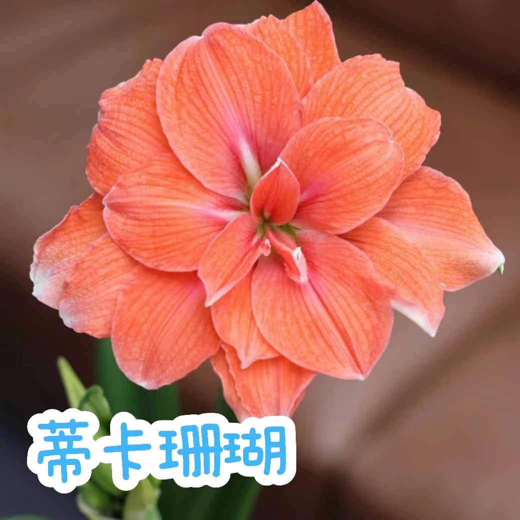 【蒂卡珊瑚】朱顶红秘鲁裸球蒂卡珊瑚盆栽系列包对版阳台绿植