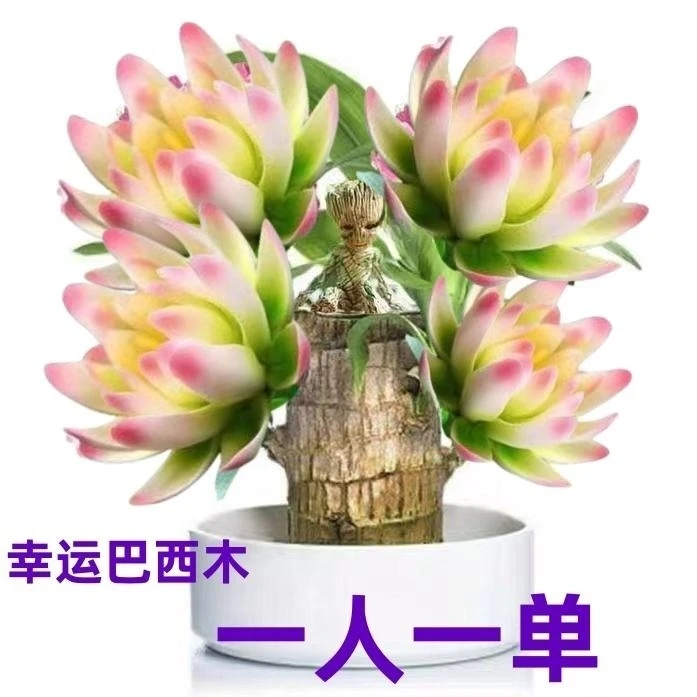巴西木四季幸运木开花懒人水培格鲁特小树人植物室内水养绿植盆栽