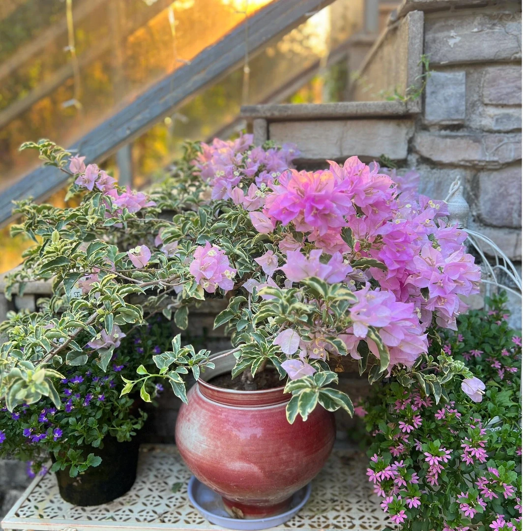 【银边水仙紫】三角梅四季开花勤花好养室内室外庭院观赏爬藤绿植