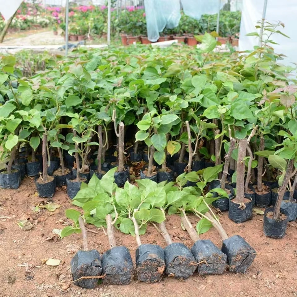 三角梅带苗品种随机四季开花勤花