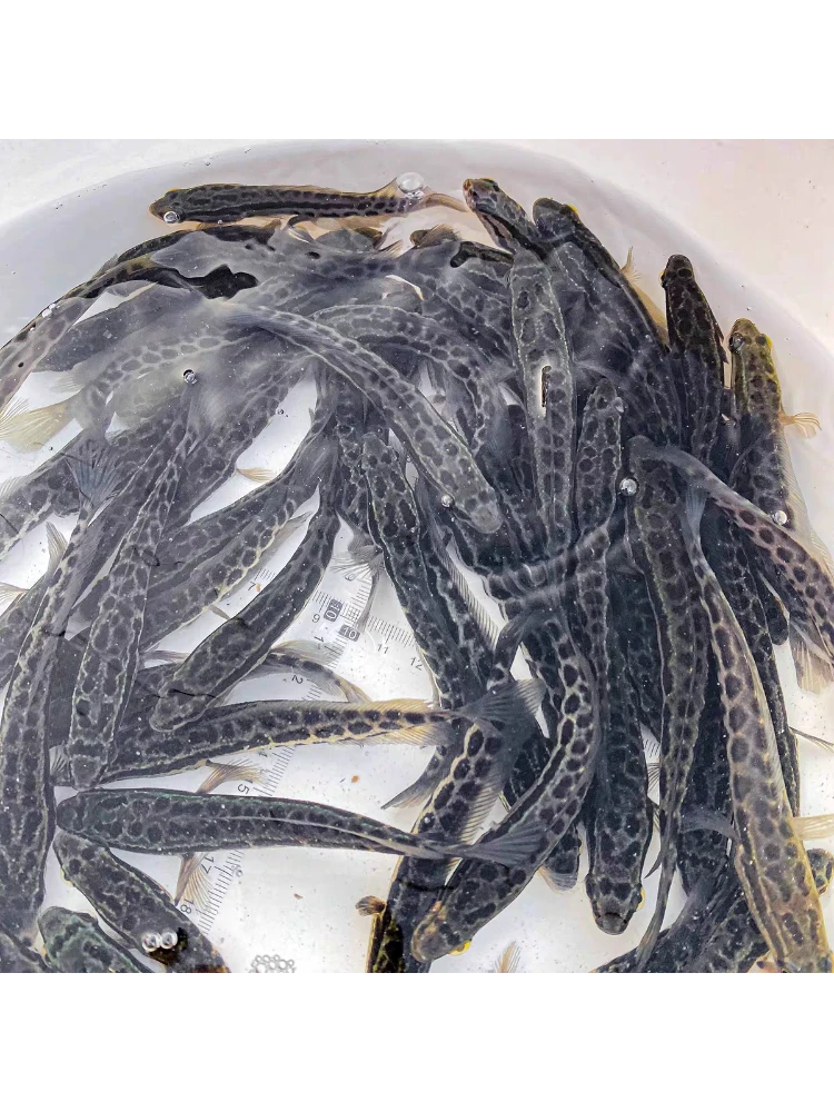 广州直发黑鱼淡水鱼生鱼8-15厘米观常鱼发货养殖活体水族