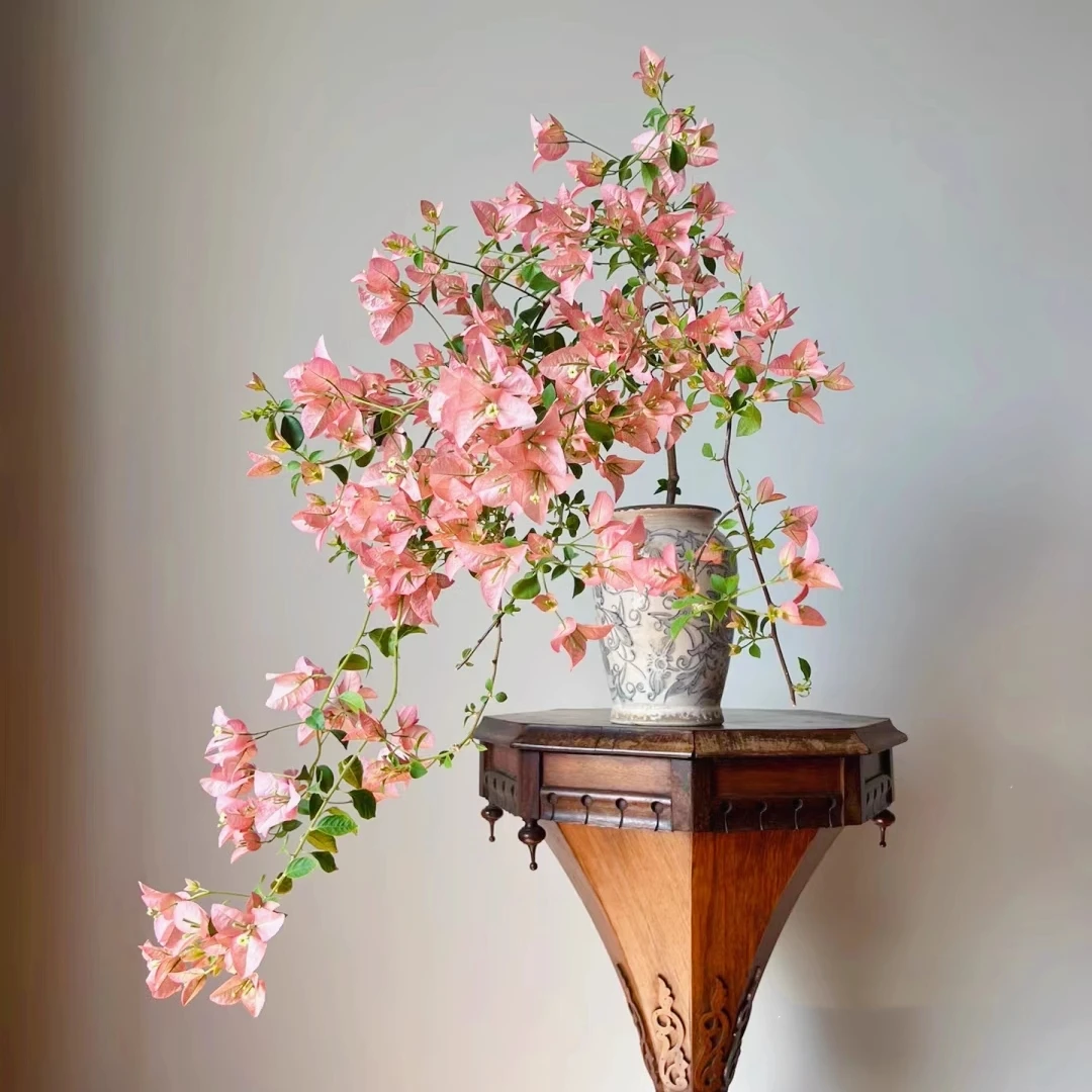 (丽娜)三角梅四季开花可垂丝好养勤花庭院不带花可爬藤小苗