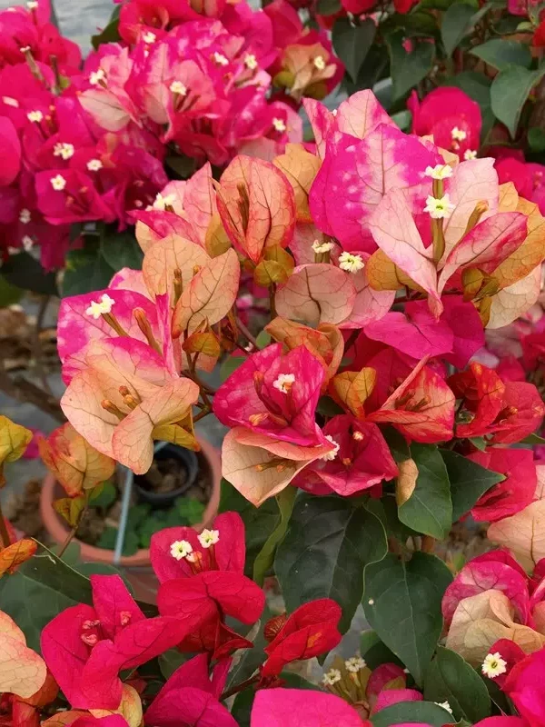 (印度)三角梅四季开花可垂丝好养勤花庭院不带花可爬藤小苗