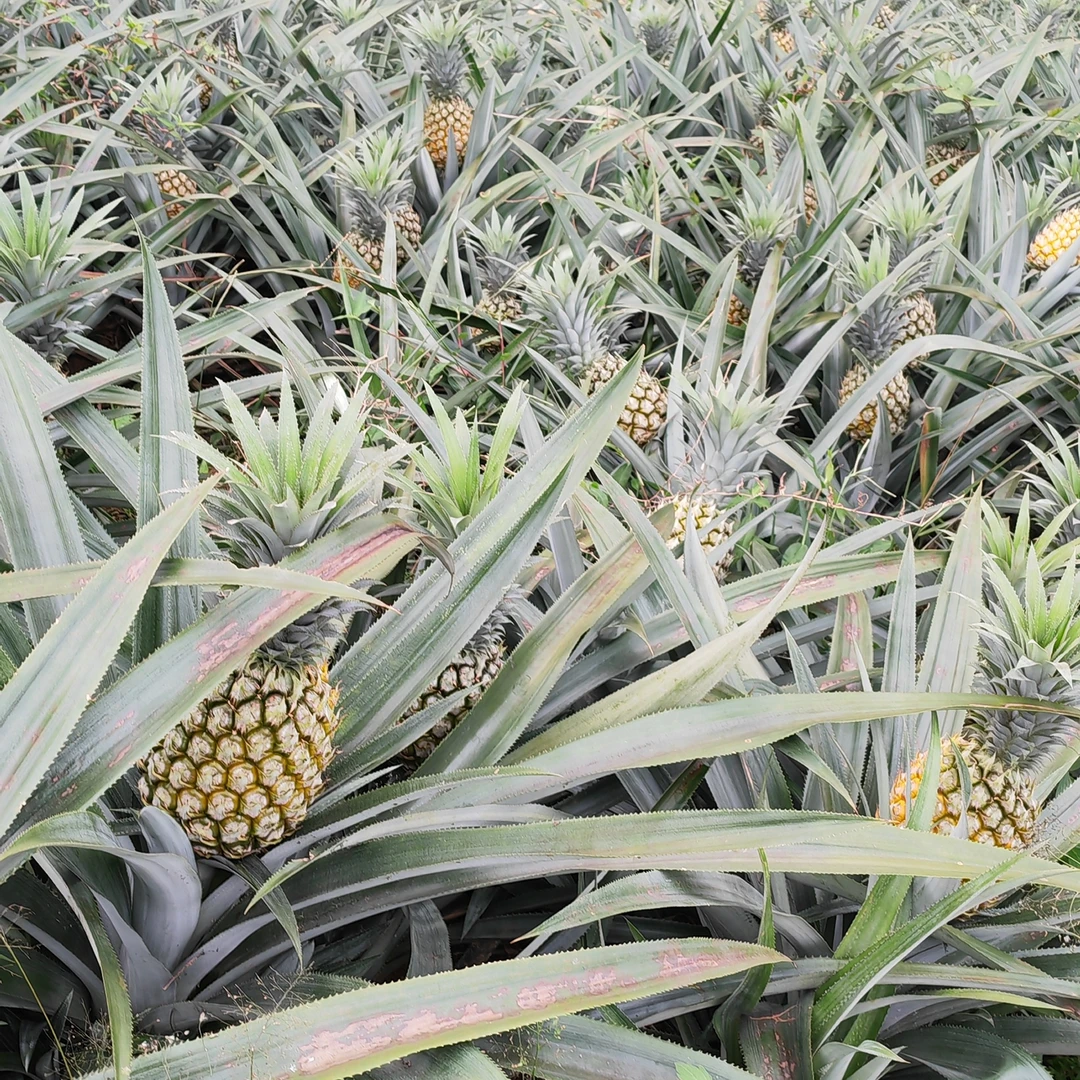 云南现採河口香水果菠萝