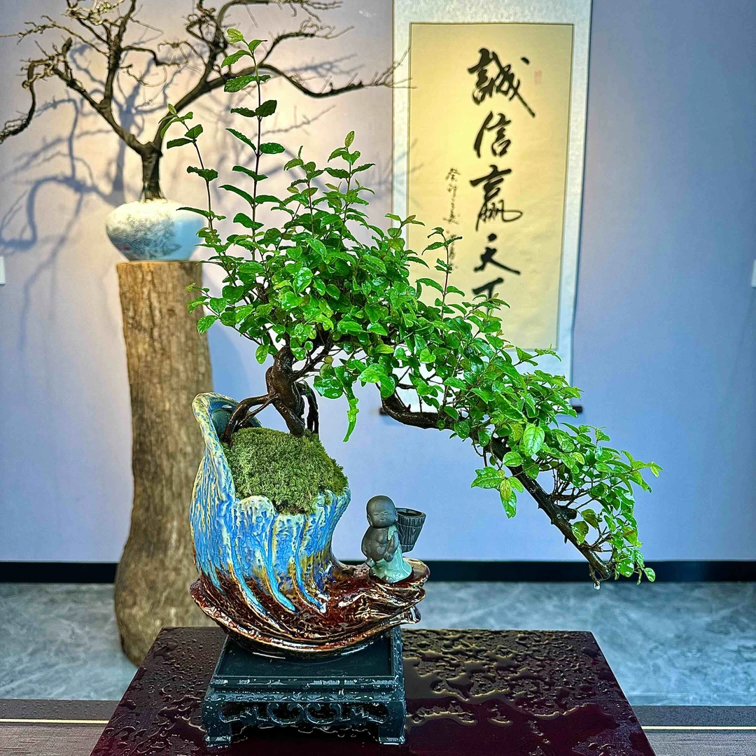禅意/意境老桩悬崖飘枝雀梅耐寒好养客厅办公内桌开花结果绿植物