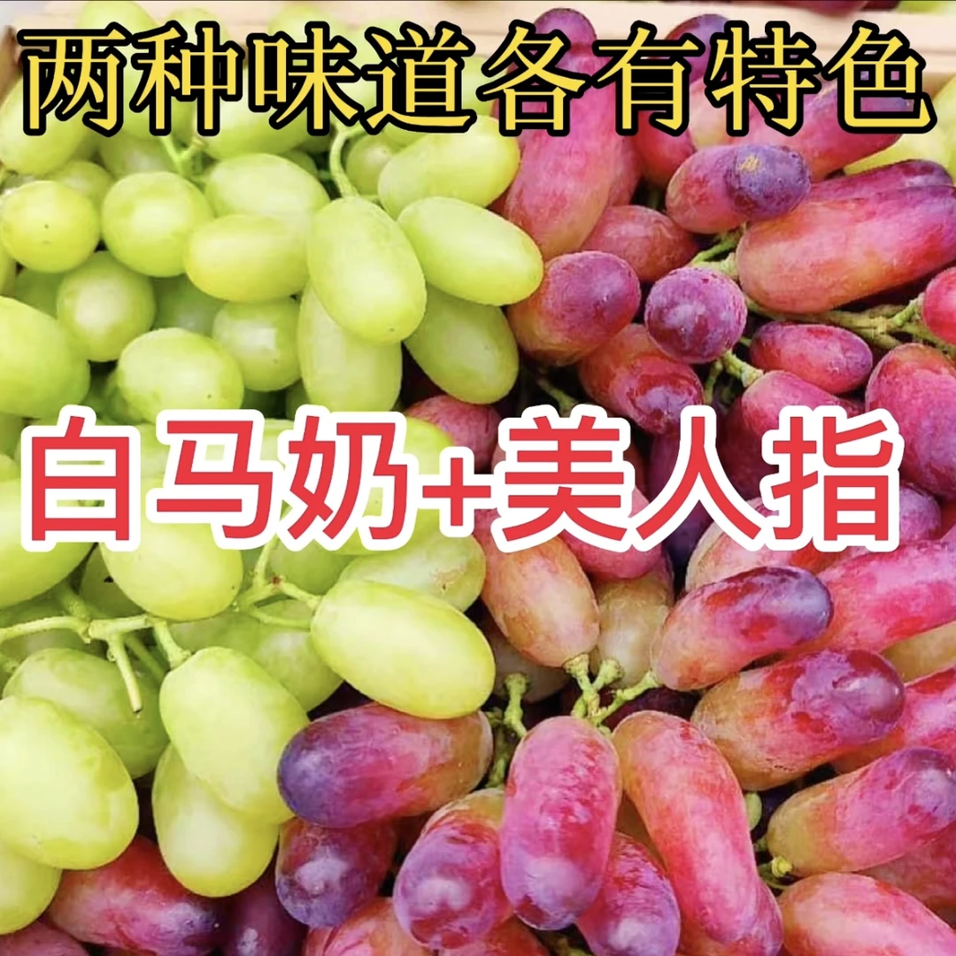 怀来白马奶葡萄+美人指葡萄双拼张家口牛奶葡萄提子净重3斤5斤7斤