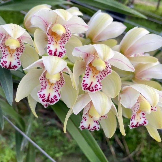 【露序集-昭君雪切花】精品小花型蕙兰鲜切花好养花期长