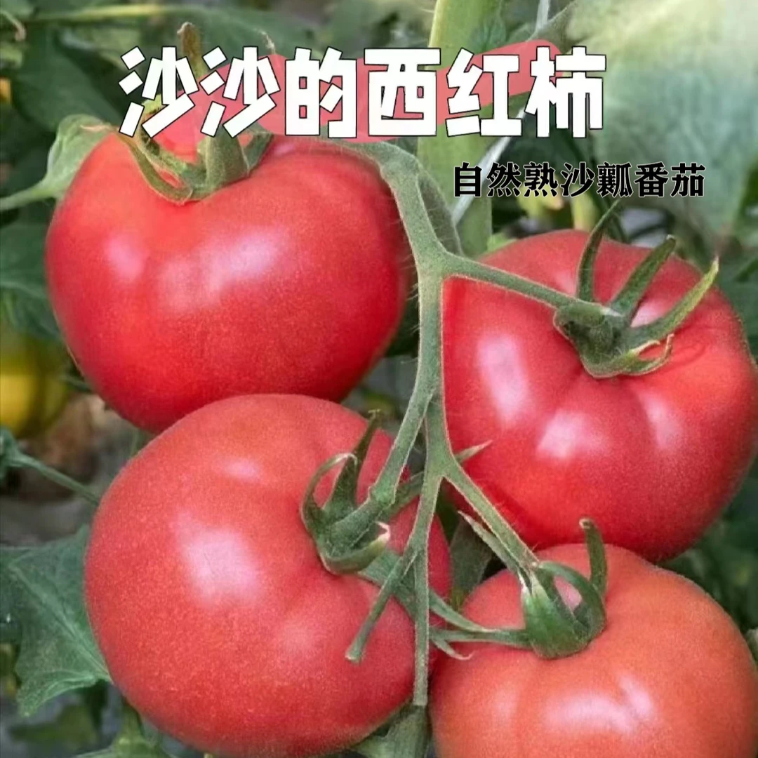 农家自种很好吃的桃太郎番茄沙瓤口感番茄新鲜自然熟水果番茄自营