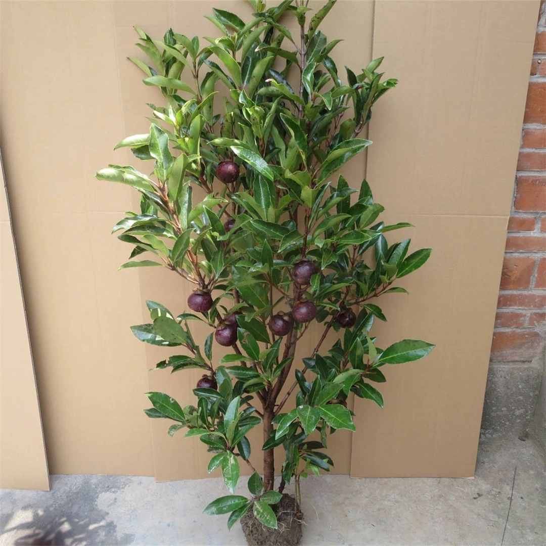 山竹苗岭南山竹树苗带营养杯土叶南方种植阳台庭院地盆栽绿化果树