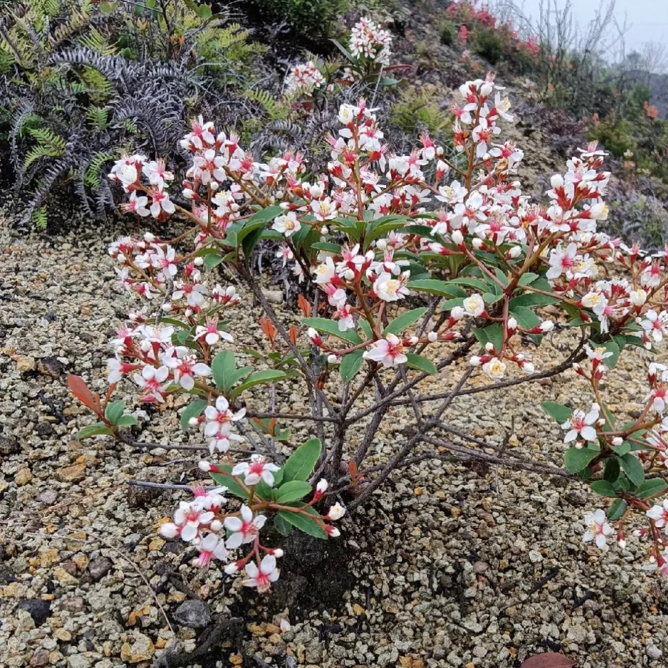 网红绿植石斑木春花室内室外盆景书房客厅茶几摆放