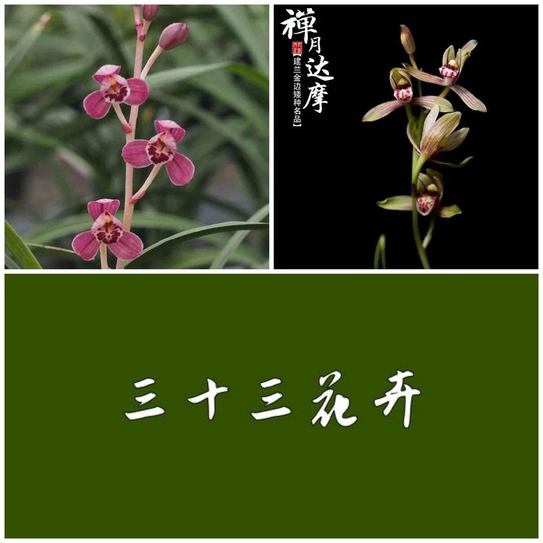 建兰丹宫玉荷龙头1苗送四季达摩2苗(裸根保湿发货)