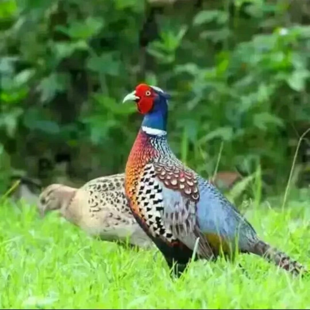 七彩山鸡 在深山里养 肉质紧实 生鲜 活鸡 现杀 发顺丰