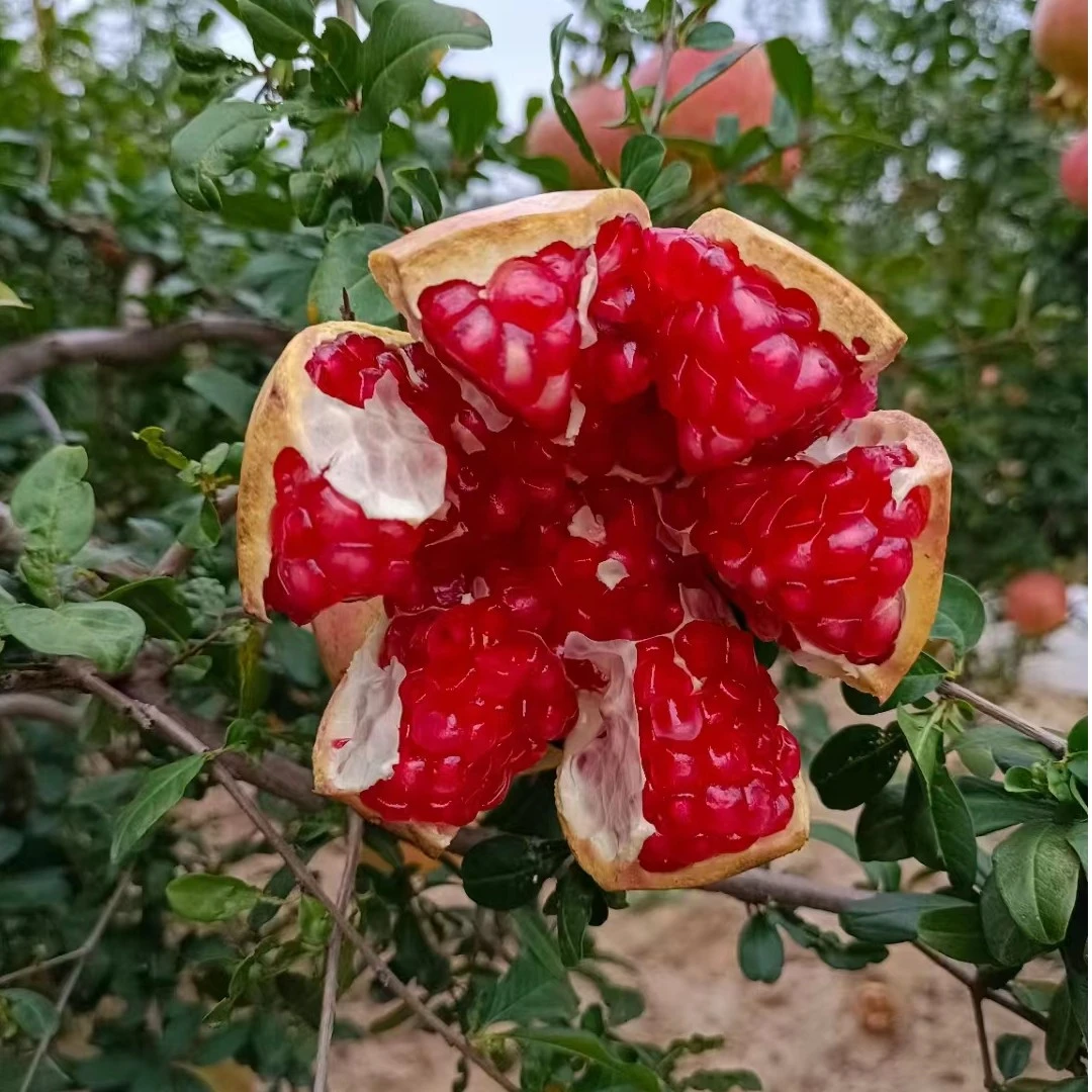 突尼斯带土带叶盆栽地栽南方北方庭院阳台