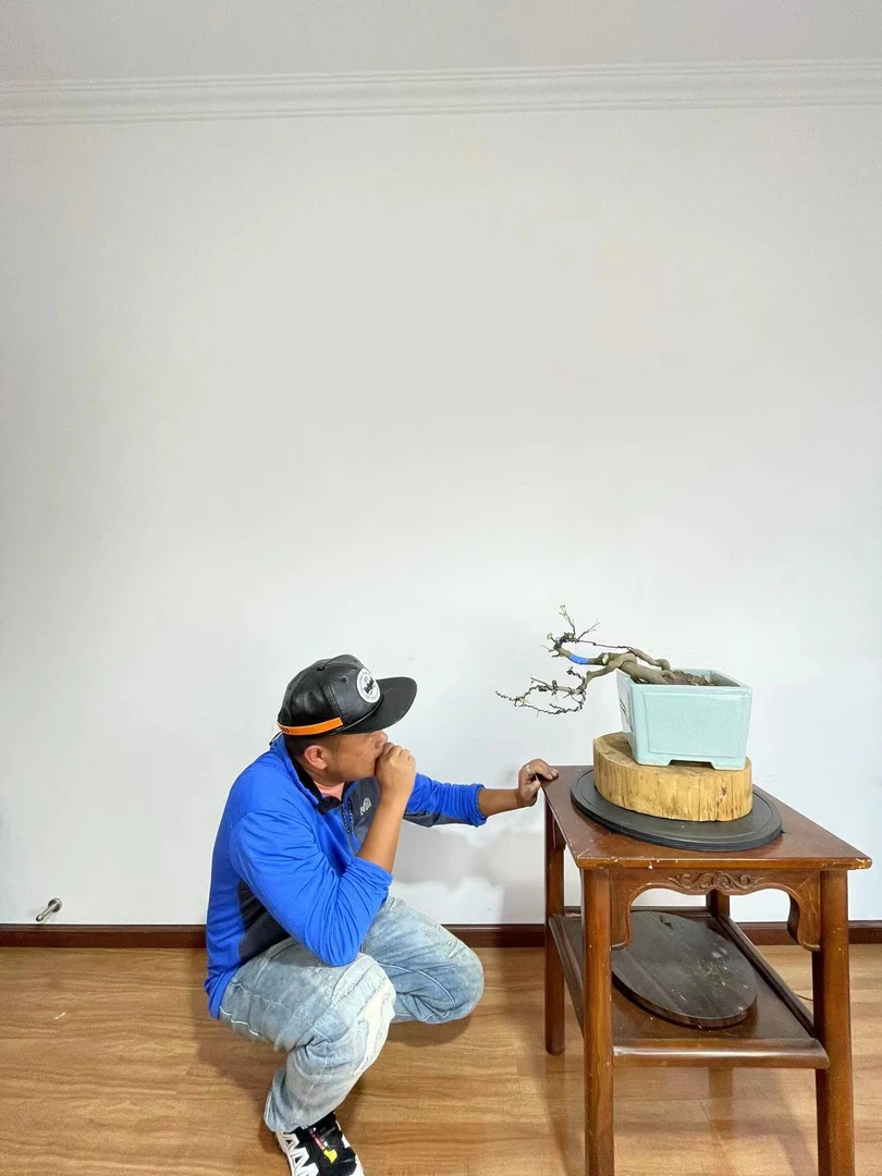 盆景素材拍品链接