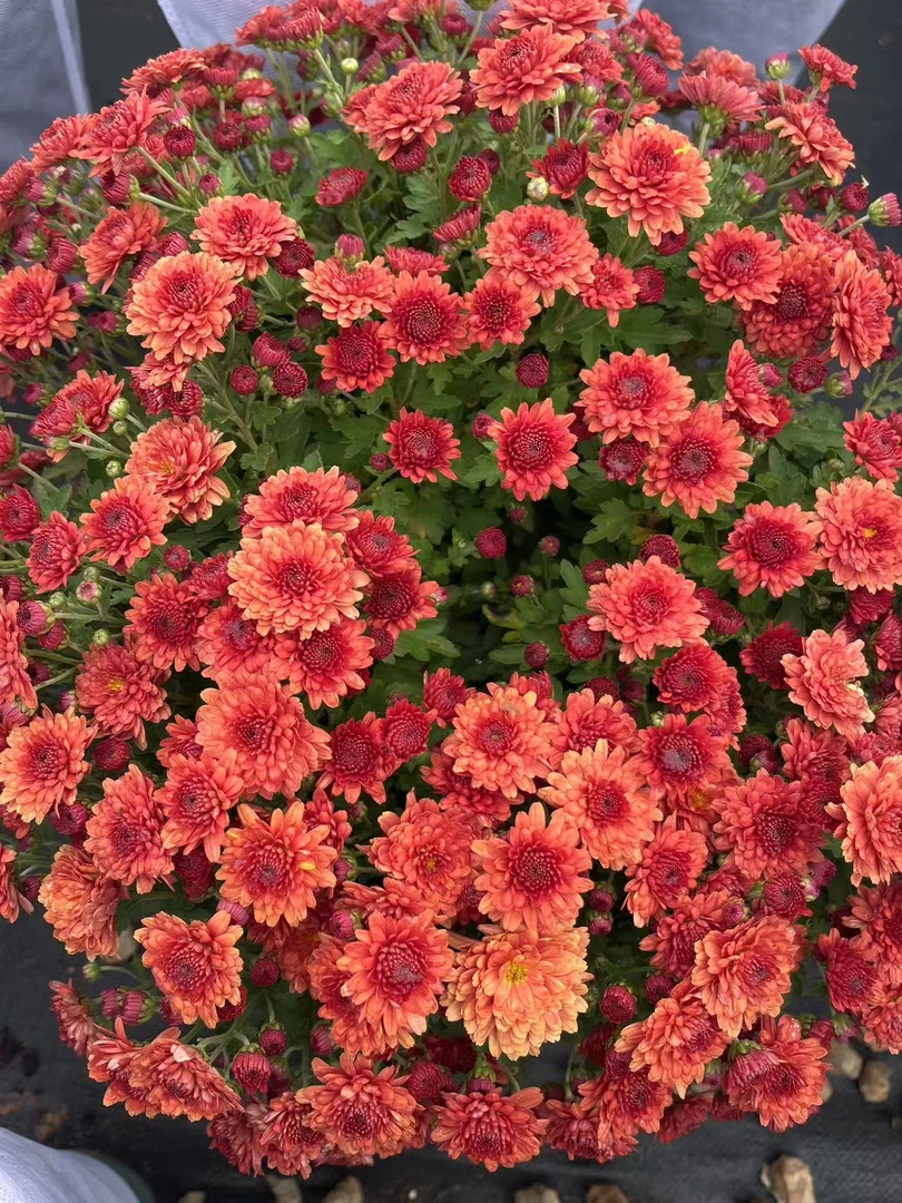 千头球菊：加仑盆（西瓜红）抗病性强适合庭院阳台盆栽地栽