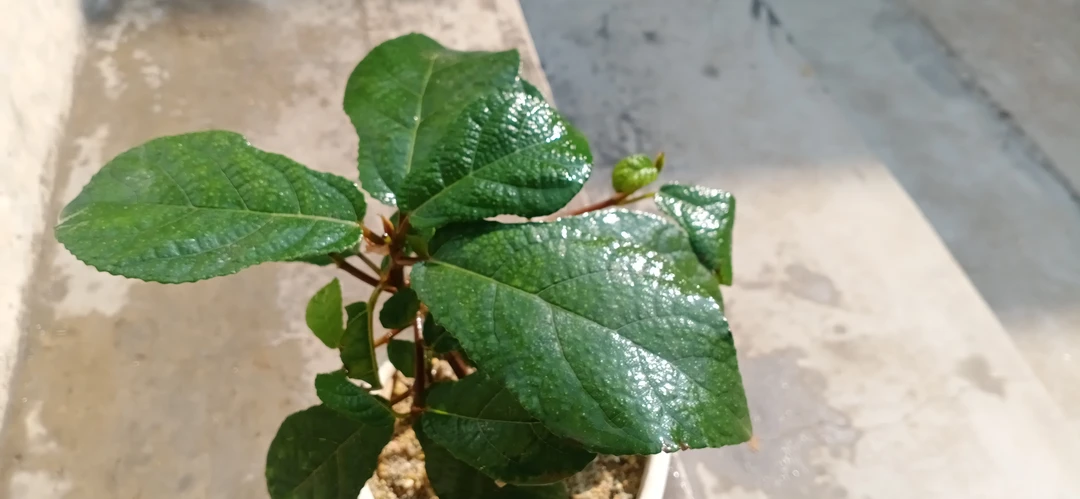 不锈钢小杯架，经济实惠