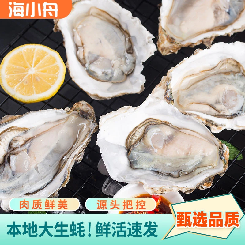 当季生蚝（2-3两/个）牡蛎 新鲜个大饱满滋补美味 5斤