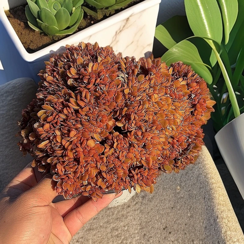 糖果缀化脱土  传承多肉  以直播展示为准