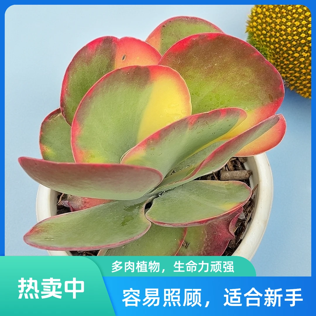 唐印景脱土  包邮 传承多肉空气多肉植物耐旱上盆种植