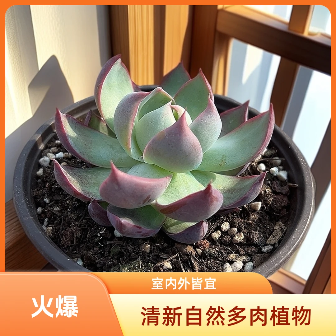 惊鸿仙子脱土  包邮 传承多肉空气多肉植物耐旱