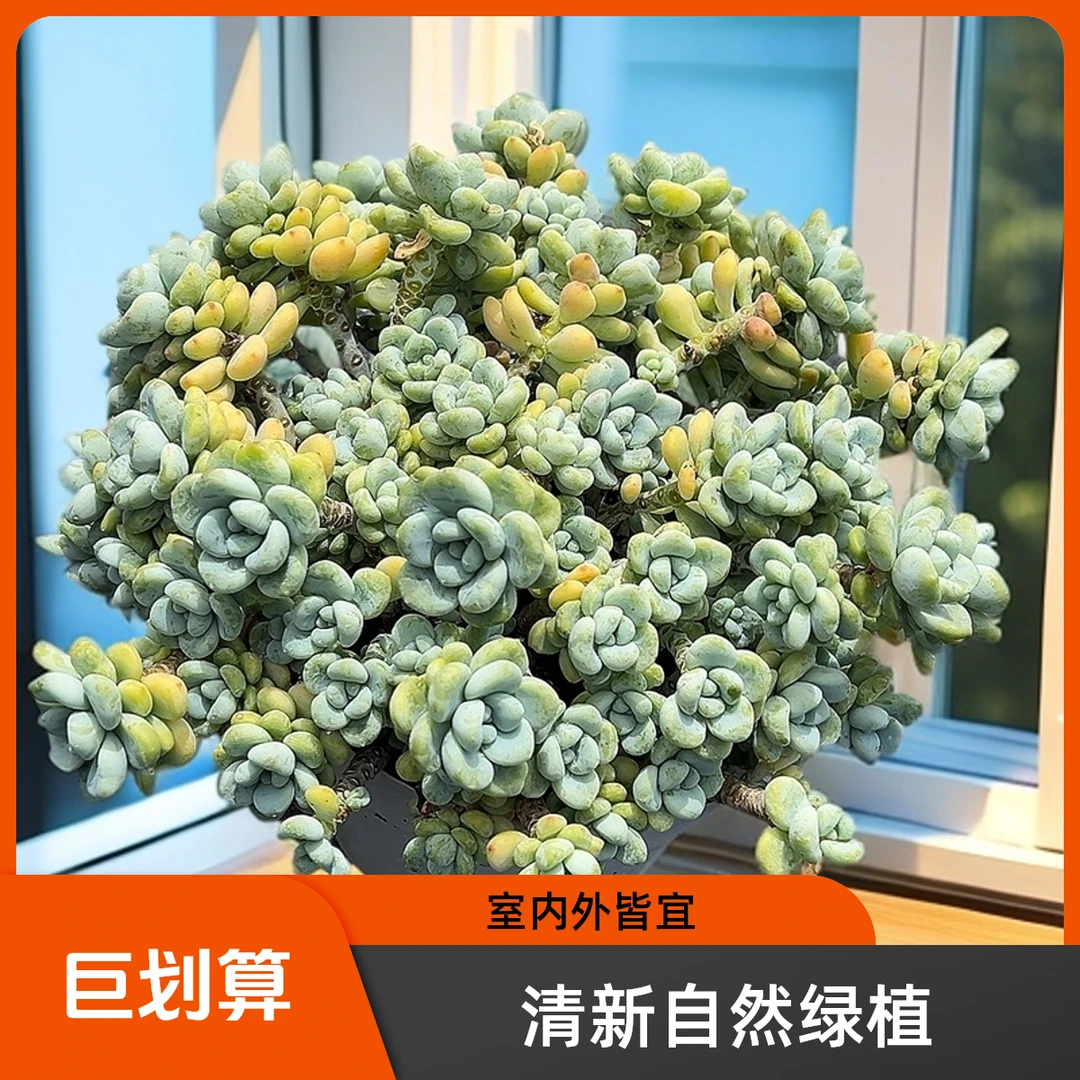 大劳尔脱土  包邮 传承多肉空气多肉植物耐旱