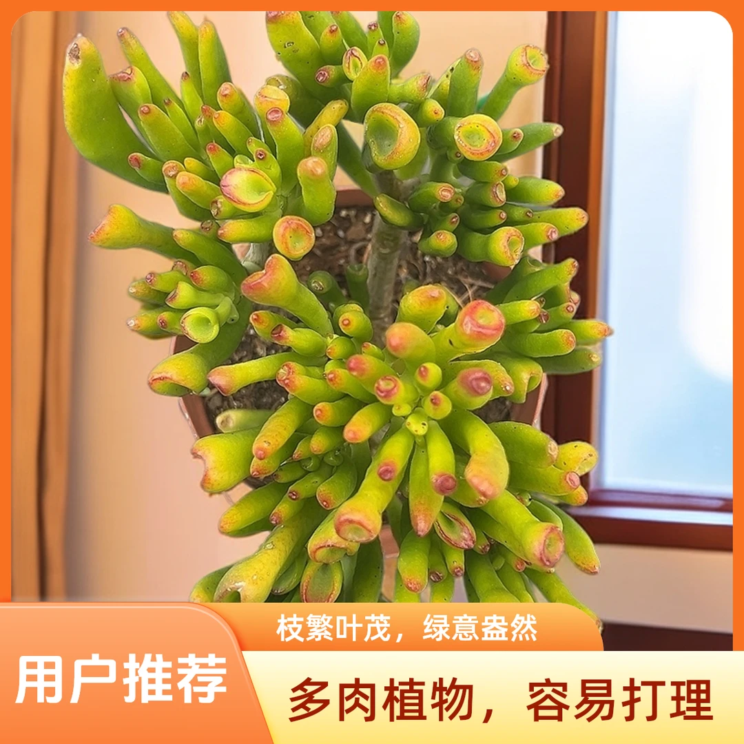 小吸财树2盆脱土 包邮 传承多肉空气多肉植物耐旱上盆种植